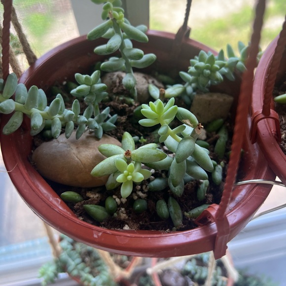 Plant Welcome Post!! 🪴🌱 - Picture 9 of 12